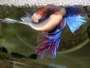 betta fish mating