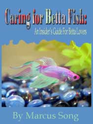 Caring For Betta Fish