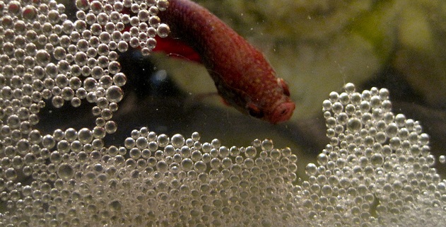 betta bubble nest