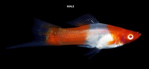 Swordtail Breeding Male