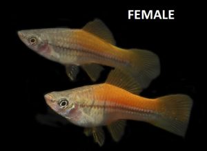 Swordtail Breeding Female