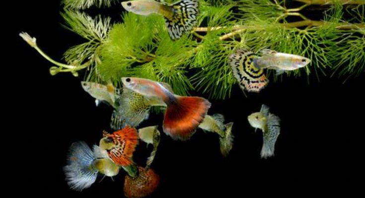 Breeding Guppy