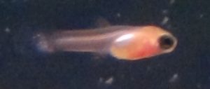 Swordtail Breeding Fry
