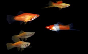 Swordtail Breeding