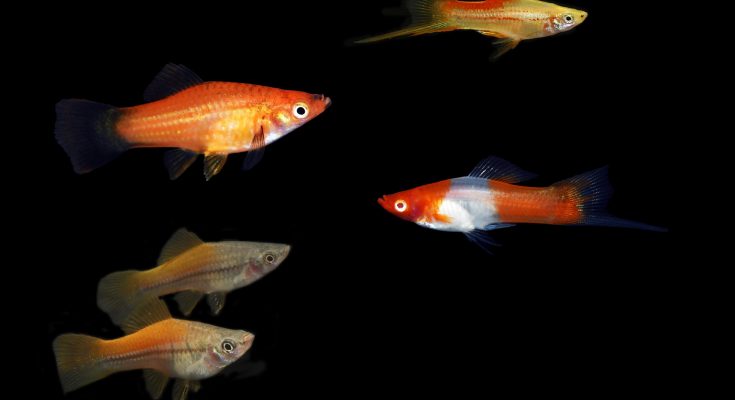 Swordtail Breeding