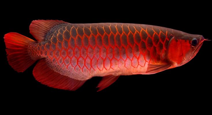 Arowana