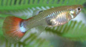 Female Guppy