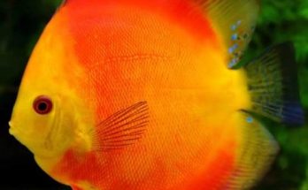 Discus Fish
