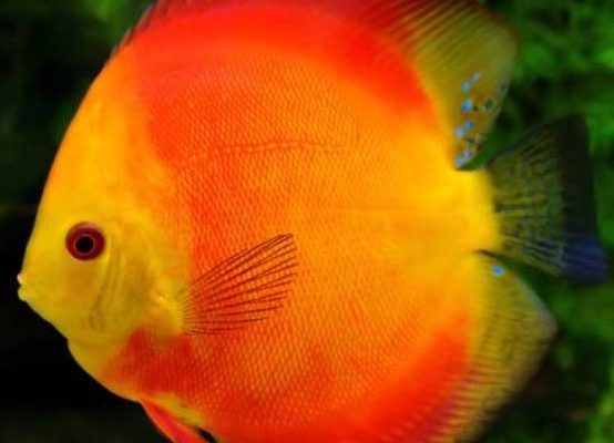 Discus Fish